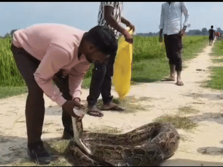 A Giant Python Was Spotted In A Paddy Field In Maharajganj
