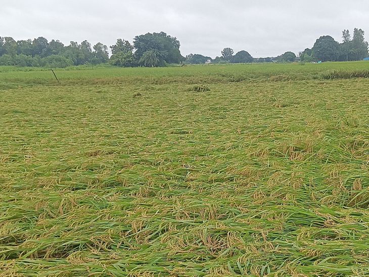 Paddy crop destroyed due to unseasonal rain