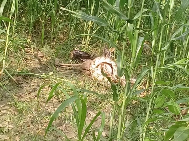 15-foot python swallows peacock in Kanpur