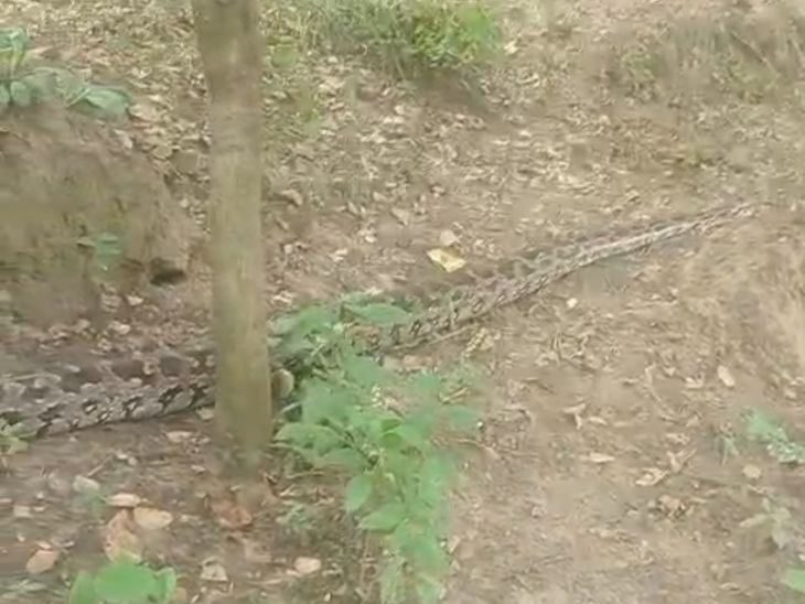 15 feet long python found in Fatehabad | फतेहाबाद में 15 फीट लंबा अजगर ...