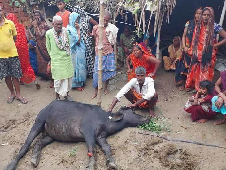 Buffalo dies due to poisonous snake bite in Chandauli | चंदौली में ...