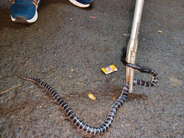 पूजा पंडाल के स्टॉल से कॉमन क्रेट सांप का सुरक्षित बचाव
