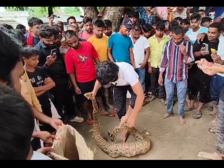 Huge python rescued from farm in Mau