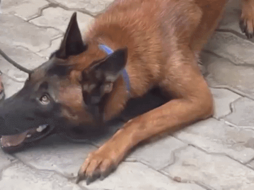 Gorakhpur Dog Squad Welcomes New Sniffer Dog Max