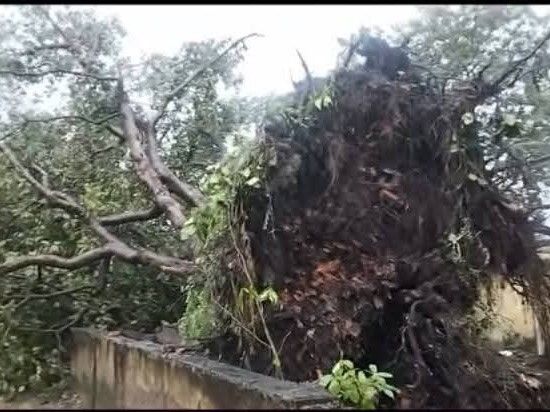 A huge banyan tree fell in Bhatni Railway Colony. | भटनी रेलवे कॉलोनी ...