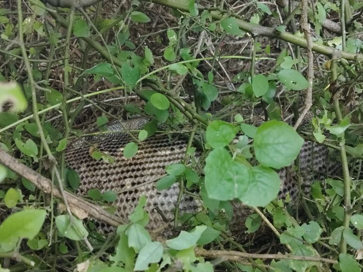A 10-foot-long python was spotted in Kundal tehsil. | कुंडल तहसील में ...