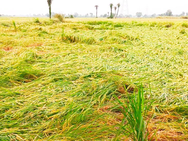 Heavy wind and rain destroyed paddy crop in Dhaulana