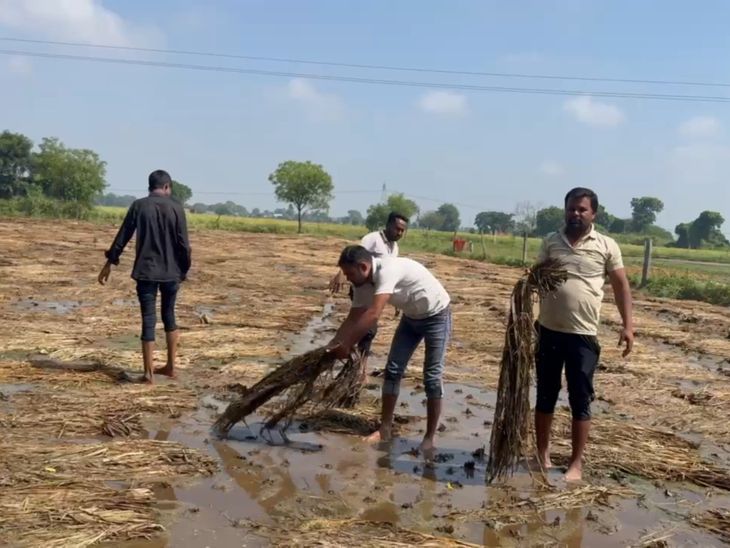 Paddy crop destroyed due to unseasonal rain in Iglas | इगलास में बेमौसम ...