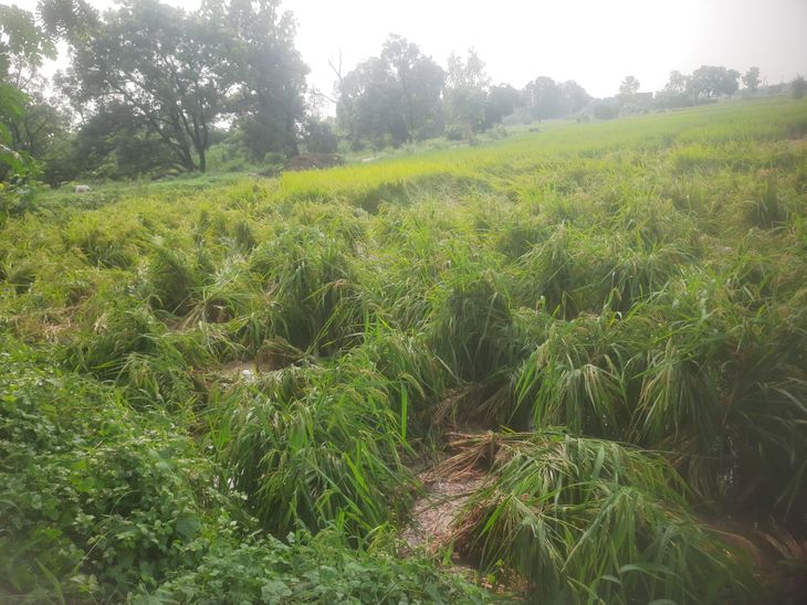 Heavy rain and wind destroyed the paddy crop | तेज बारिश और हवा से धान ...
