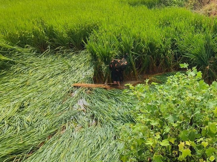 Rain and wind destroy paddy crop in Kharakpur
