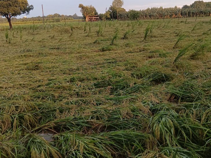 Heavy rains destroy crops in Daulatpur | दौलतपुर में भारी बारिश से ...