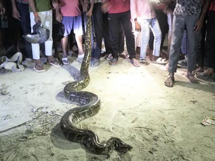 A 10-foot-long python was spotted in Deoria. | देवरिया में 10 फीट लंबा ...