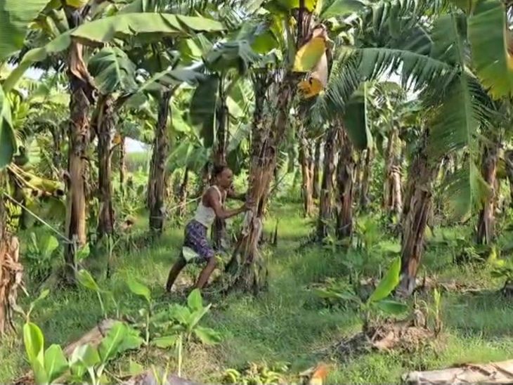 The farmer harvested six and a half bighas of banana crop. | किसान ने ...