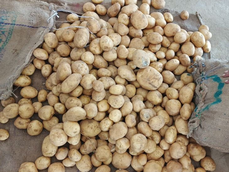 Potato prices at record high in Sadabad