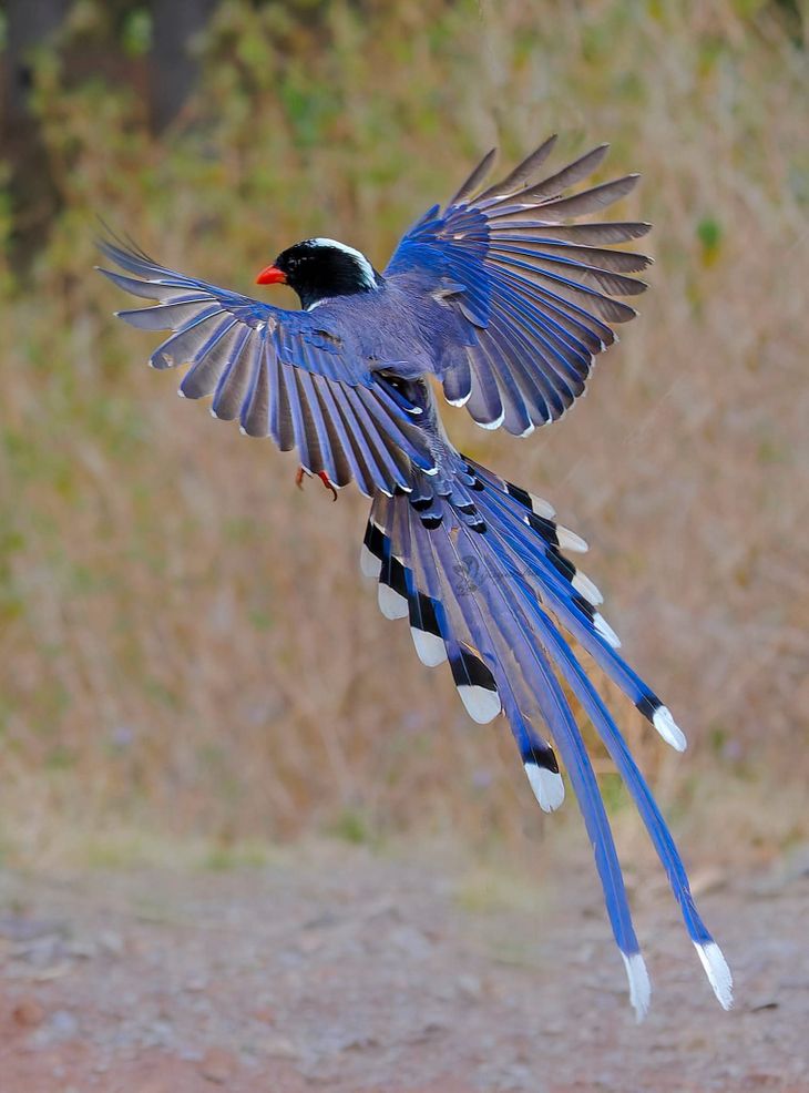 Discovered during WWF's raptor survey in Uttarakhand, this species ...