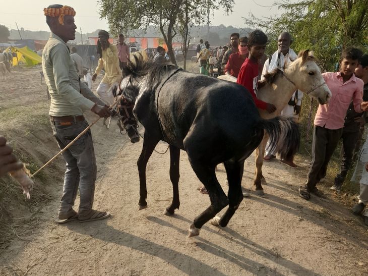 Dhanno Ghori dance at Bateshwar Fair in Agra