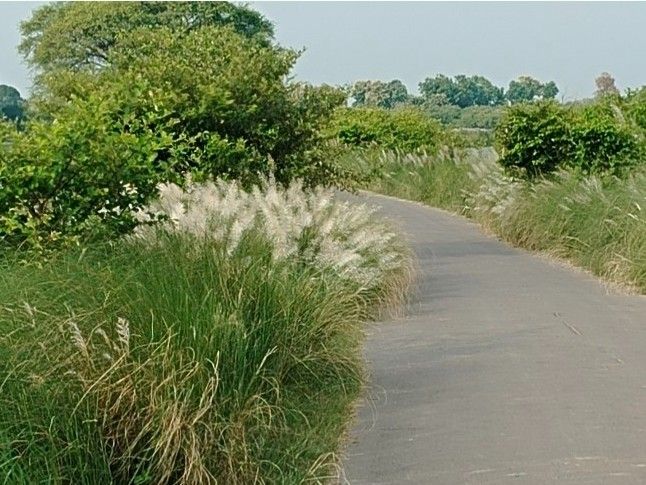 The main road of Narauli village is covered with bushes. | नरौली गांव ...