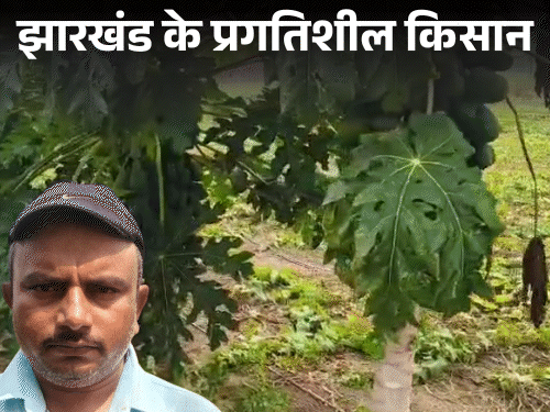 कोडरमा के अजय साव ने इजराइल से सीखी खेती:  दूसरी जगह से मिट्‌टी लाकर बंजर भूमि उगाई सब्जी, आज बने मिसाल‎ – koderma News