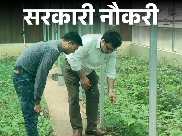Punjab Recruitment for 101 HDO Posts; Age Limit 37 Years, Salary More than 44,000 | Government Jobs: Recruitment for 101 HDO posts in Punjab; Age limit 37 years, salary more than 44 thousand