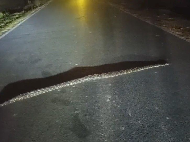 A 6-foot-long python was spotted on the road.