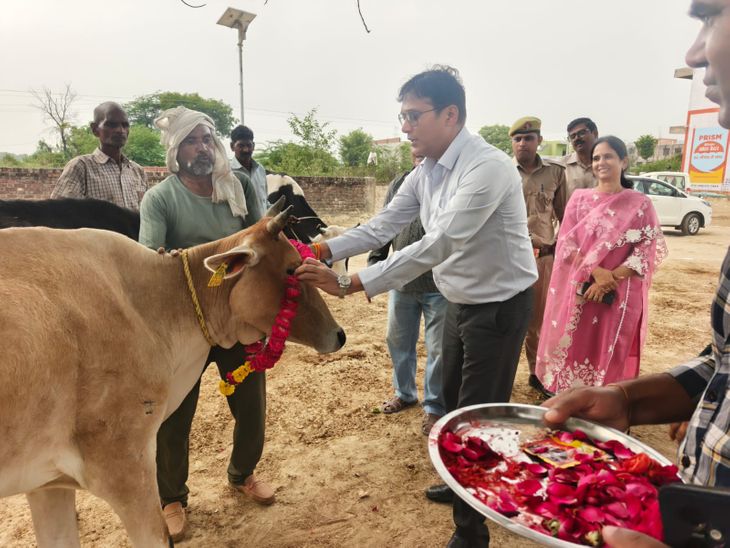 DM performed cow worship in cow shelters on Govardhan Puja