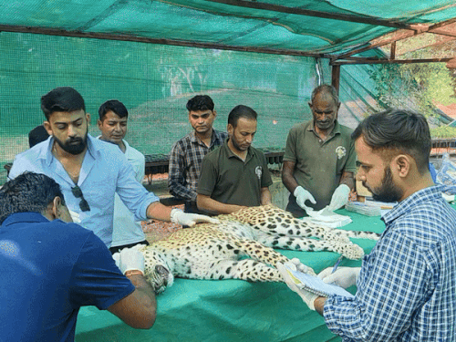 The first cub was born and later the female leopard died. | तारों में ...