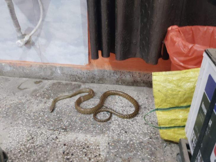A woman was taken to the hospital after being bitten by a snake in ...