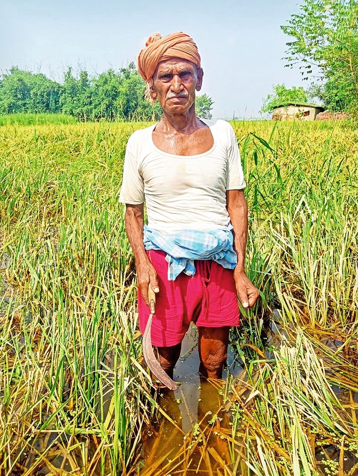 The paddy crops were ruined due to drowning in rain water, the hard ...