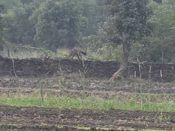 A jackal attacked girls in Dobia village.