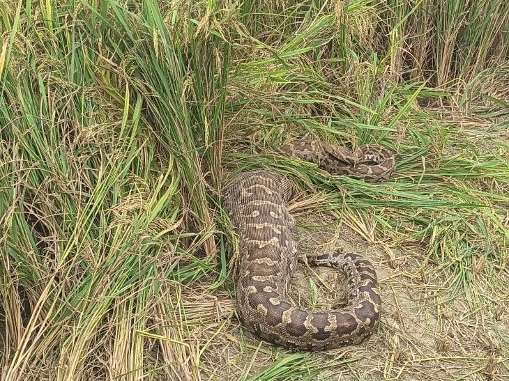 Python swallows baby Nilgai