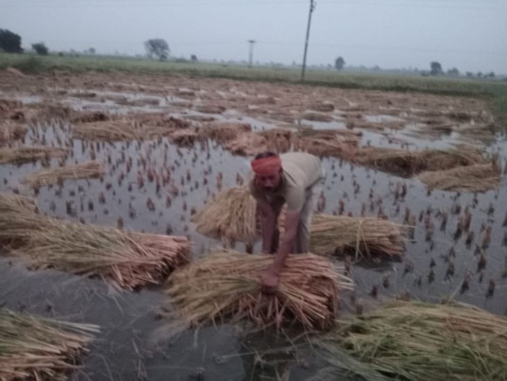 The rain caused standing and harvested crops to rot in the fields ...