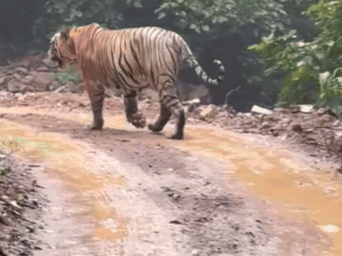 Tourists got drenched and saw Tiger T-101 | रणथंभौर में बारिश के बीच टाइगर टी-101 की चहल-कदमी: पर्यटकों ने कैमरे में कैप्चर किया; रास्ते खराब होने से गाड़ियों को किया डायवर्ट – Sawai Madhopur News Tourists got drenched and saw Tiger T-101 | रणथंभौर में बारिश के बीच टाइगर टी-101 की चहल-कदमी: पर्यटकों ने कैमरे में कैप्चर किया; रास्ते खराब होने से गाड़ियों को किया डायवर्ट – Sawai Madhopur News