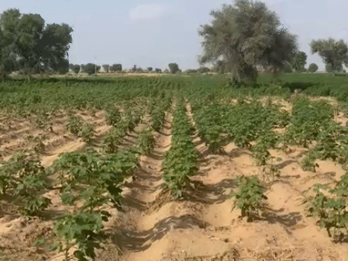 Sensational case of raising fake insurance claim | बीकानेर में फसलों का क्लेम उठा रहे ठग: किसान ई-मित्र पर पहुंचा तो पता चला, 5 गांव के 11 किसानों से धोखाधड़ी – Bikaner News Sensational case of raising fake insurance claim | बीकानेर में फसलों का क्लेम उठा रहे ठग: किसान ई-मित्र पर पहुंचा तो पता चला, 5 गांव के 11 किसानों से धोखाधड़ी – Bikaner News