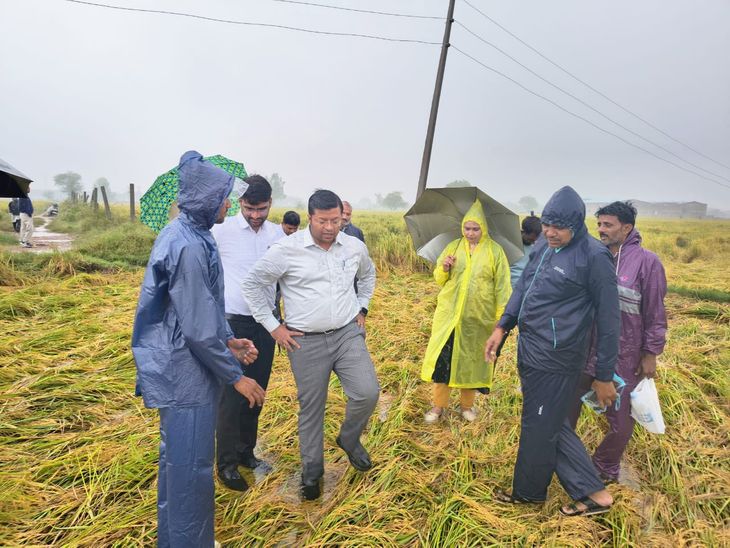 Rain destroys paddy crop in Sheopur | श्योपुर में बारिश से धान फसल ...