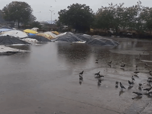 Rajasthan kota Kota October weather, Kota weather update, rain in Kota, bring out your umbrella and raincoat in October | कोटा में 68 एमएम बारिश: भामाशाह मंडी में धान भीगा, अलर्ट को देखते हुए कल निलामी व प्रवेश बंद रहेगा, 2 दिन का ऑरेंज अलर्ट जारी – Kota News Rajasthan kota Kota October weather, Kota weather update, rain in Kota, bring out your umbrella and raincoat in October | कोटा में 68 एमएम बारिश: भामाशाह मंडी में धान भीगा, अलर्ट को देखते हुए कल निलामी व प्रवेश बंद रहेगा, 2 दिन का ऑरेंज अलर्ट जारी – Kota News