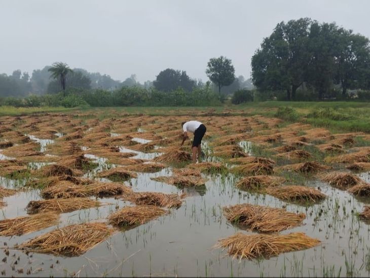 Rains are causing pain to farmers, crops are floating in the fields. | किसानों को दर्द दे रहीं बारिश, खेतों में तैरने-लगीं फसल: आर्थिक मुआवजे की मांग, मक्का, सोयाबीन व चावल की फसल को भारी नुकसान, मवेशियों के चारे के संकट – Banswara News Rains are causing pain to farmers, crops are floating in the fields. | किसानों को दर्द दे रहीं बारिश, खेतों में तैरने-लगीं फसल: आर्थिक मुआवजे की मांग, मक्का, सोयाबीन व चावल की फसल को भारी नुकसान, मवेशियों के चारे के संकट – Banswara News