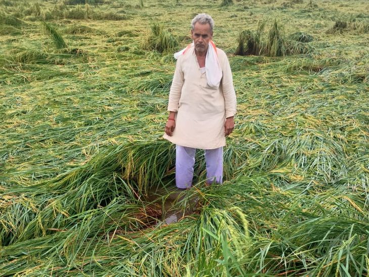 Unseasonal rains ruin farmers' paddy crops