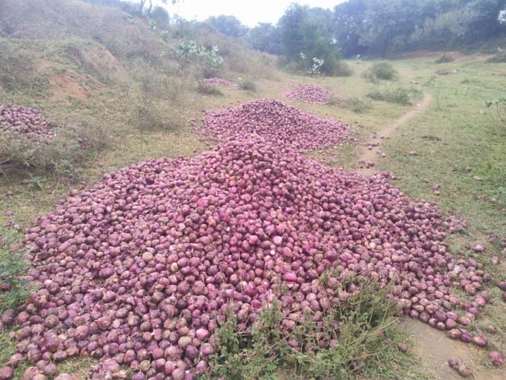 Three trolleys of onions were thrown into the dry river, they are not getting any price. | तीन ट्रॉली प्याज सुखी नदी में फेंकी,दाम नहीं मिल रहे: मंडी में प्याज का भाव 3 से 10 रुपए किलो, अच्छी क्वालिटी की कीमत भी 15 रुपए – Alwar News Three trolleys of onions were thrown into the dry river, they are not getting any price. | तीन ट्रॉली प्याज सुखी नदी में फेंकी,दाम नहीं मिल रहे: मंडी में प्याज का भाव 3 से 10 रुपए किलो, अच्छी क्वालिटी की कीमत भी 15 रुपए – Alwar News