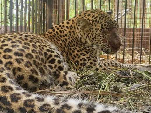 Leopard caged in Murliwala forest