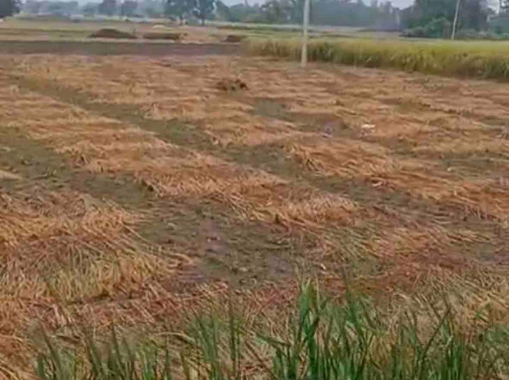 Unseasonal rains destroy paddy crops in Sahar