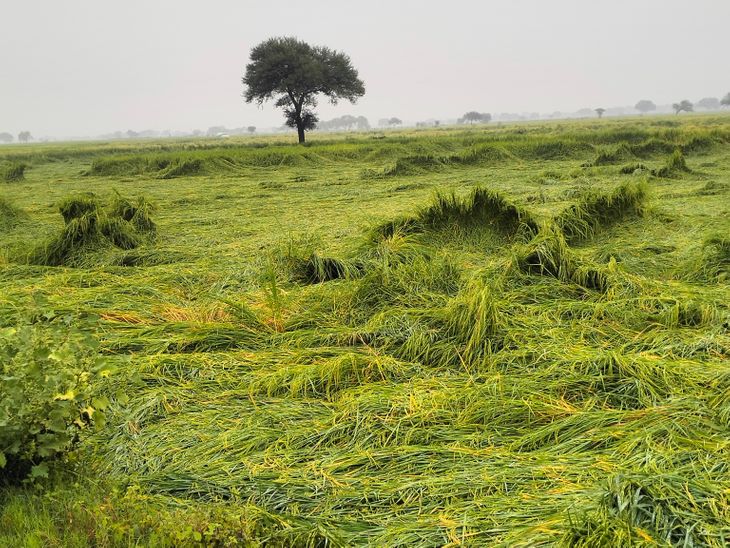Heavy rain and wind destroy paddy crop in Jhansi Jhansi, Jhansi news ...