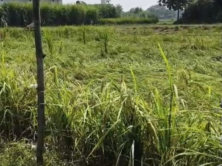 Heavy wind and rain affected paddy crop in Jaunpur