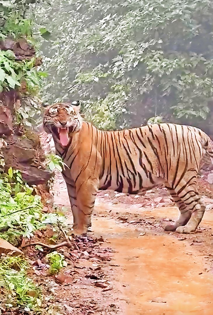 Rains impact Ranthambore; tiger T-101 spotted in the morning shift ...