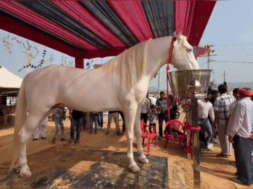 Pushkar Mela 2025 Horse Sale GST Tax | Animal Husbandry | पुष्कर मेले में घोड़ों पर लगेगा 5 प्रतिशत जीएसटी: राज्य कर विभाग ने पशुपालन विभाग को लिखा पत्र, बिक्री से पहले जानकारी देने के लिए कहा – Pushkar News Pushkar Mela 2025 Horse Sale GST Tax | Animal Husbandry | पुष्कर मेले में घोड़ों पर लगेगा 5 प्रतिशत जीएसटी: राज्य कर विभाग ने पशुपालन विभाग को लिखा पत्र, बिक्री से पहले जानकारी देने के लिए कहा – Pushkar News