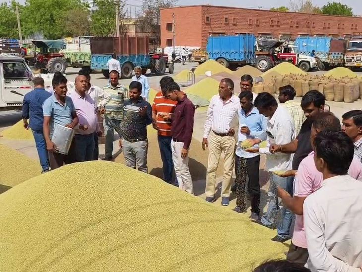 Today’s prices in Nagaur and Merta Mandi | नागौर और मेड़ता मंडी में आज के भाव: बारिश से ख़राब मूंग के नहीं मिल रहे भाव – काले दाने की वजह से नहीं हो पा रही लागत वसूली – Nagaur News Today’s prices in Nagaur and Merta Mandi | नागौर और मेड़ता मंडी में आज के भाव: बारिश से ख़राब मूंग के नहीं मिल रहे भाव – काले दाने की वजह से नहीं हो पा रही लागत वसूली – Nagaur News