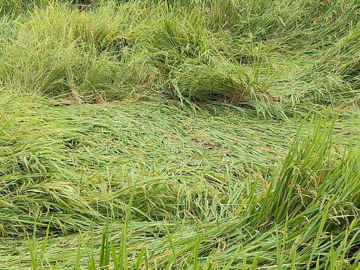 Yesterday, rain and wind caused the paddy crop to fall in Maharajganj ...