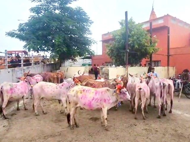 Cow rally from cowshed to market | गोशाला से मंडी तक गोवंश की रैली ...
