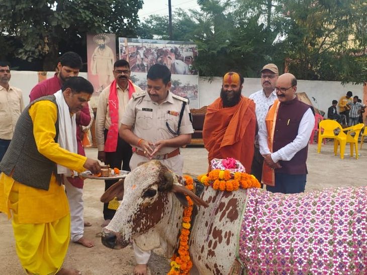 Cow worship was done on Gopashtami in Orchha