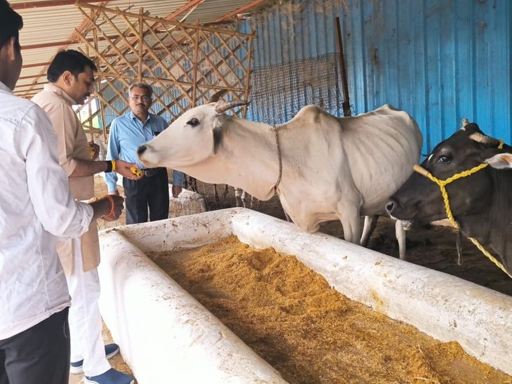 Babina MLA celebrated Gopashtami at Gulara Gaushala | बबीना विधायक ने ...