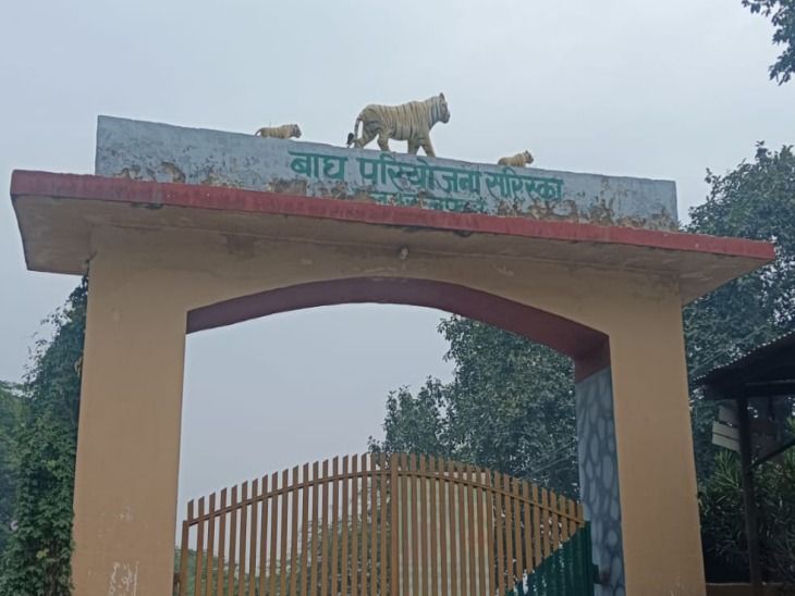 The proposal to increase the buffer area was sent to the government. | बफर जोन का दायरा बढ़ाने का प्रस्ताव सरकार को भेजा: टाइगरों की बढ़ती संख्या,660 वर्ग किलोमीटर क्षेत्र बढे़गा,सुकोला गांव तीन माह में स्थानांतरित होगा – Alwar News The proposal to increase the buffer area was sent to the government. | बफर जोन का दायरा बढ़ाने का प्रस्ताव सरकार को भेजा: टाइगरों की बढ़ती संख्या,660 वर्ग किलोमीटर क्षेत्र बढे़गा,सुकोला गांव तीन माह में स्थानांतरित होगा – Alwar News